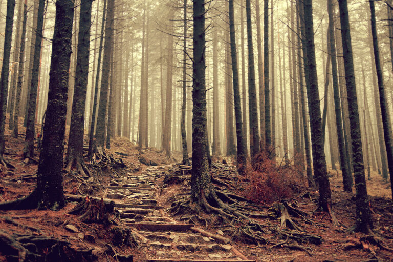 Nature. Forest.