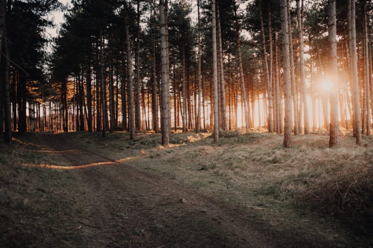 Great view of the sun shining through the trees in a forest captured in Oostkapelle, Netherlands