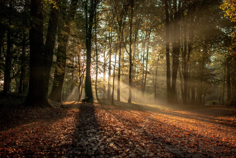 sun-shining-though-trees-forest